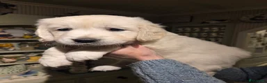 Golden Retriever Puppy 1