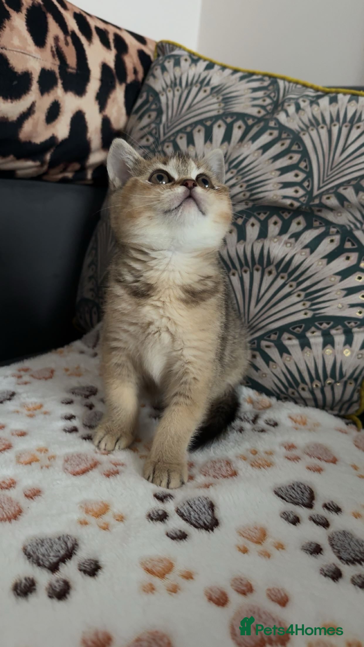 British Shorthair cats British shorthair kitten  - Advert 2