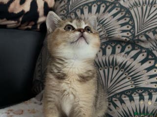British Shorthair cats British shorthair kitten - Advert 1