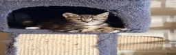 Scottish Fold cats for sale: Two Adorable Scottish Fold Male Kittens in Southampton - Advert 3