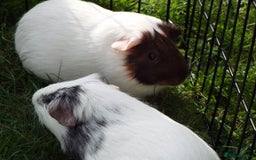 Guinea Pig rodents for sale: Rescue space for Guinea pigs available - Image 3