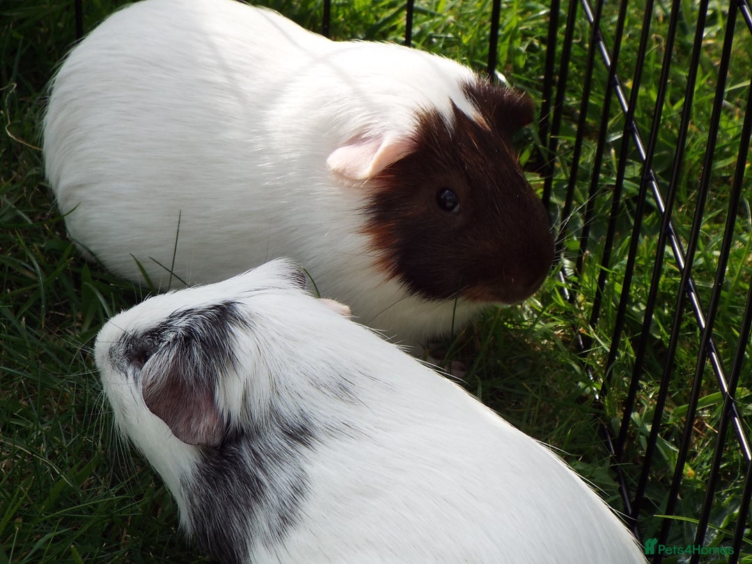 Guinea Pig rodents for sale: Rescue space for Guinea pigs available - Image 3