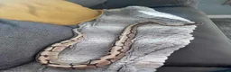 Python Snake reptiles for sale: Male Royal Python - Advert 1