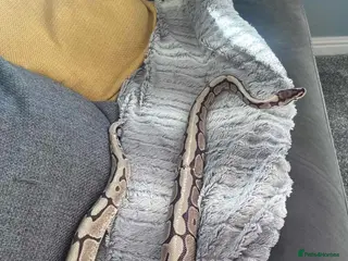 Python Snake reptiles Male Royal Python - Advert 3