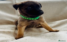 Belgian Shepherd Dog dogs for sale: Skye x Nines very last litter ever! 3B &7G  - Image 30
