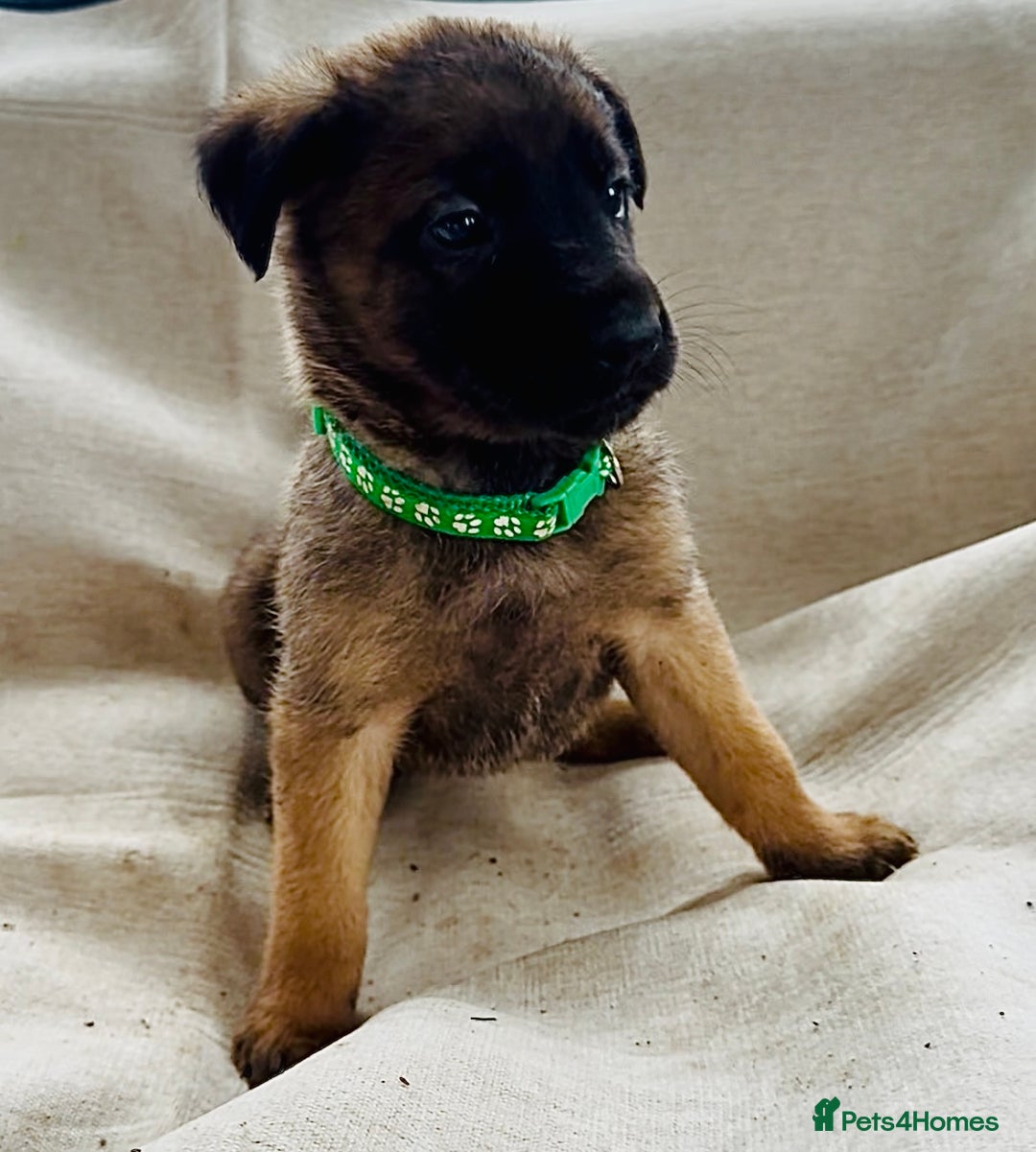 Belgian Shepherd Dog dogs for sale: Skye x Nines very last litter ever! 3B &7G  - Image 30