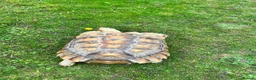 Tortoise reptiles for sale: African sulcutta  - Advert 5