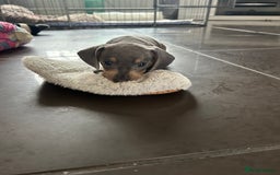 Miniature Dachshund dogs for sale:  Beautiful cute Miniatures dachshund  in Liverpool - Image 2