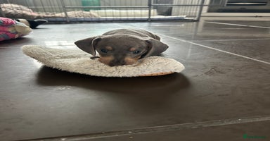 Miniature Dachshund dogs in Liverpool - Advert 7
