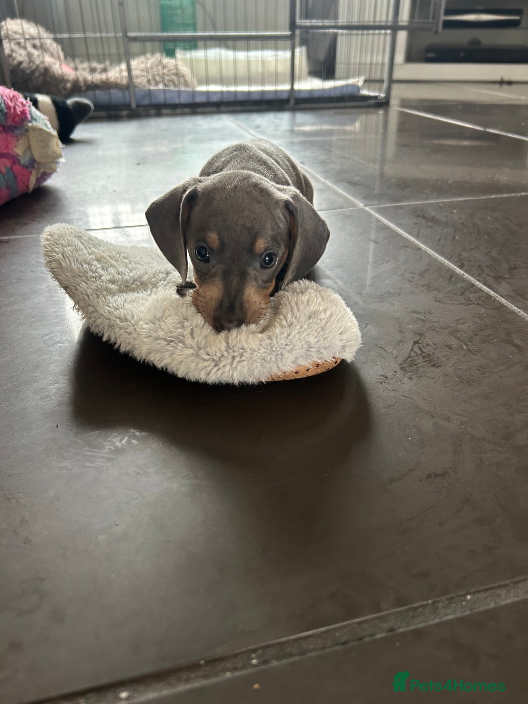 Miniature Dachshund dogs for sale:  Beautiful cute Miniatures dachshund  in Liverpool - Image 2