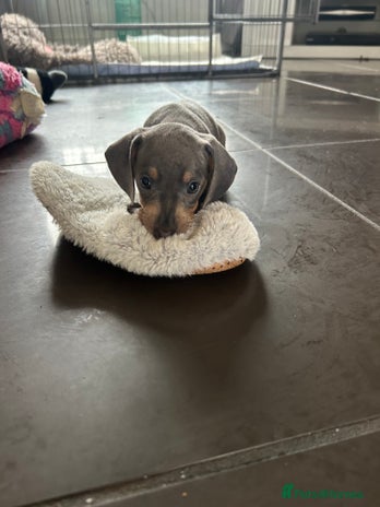 Miniature Dachshund dogs in Liverpool - Advert 6