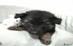 German Shepherd dogs for sale: BEAUTIFUL SABLE GERMAN SHEPHERD PUPS - Image 15