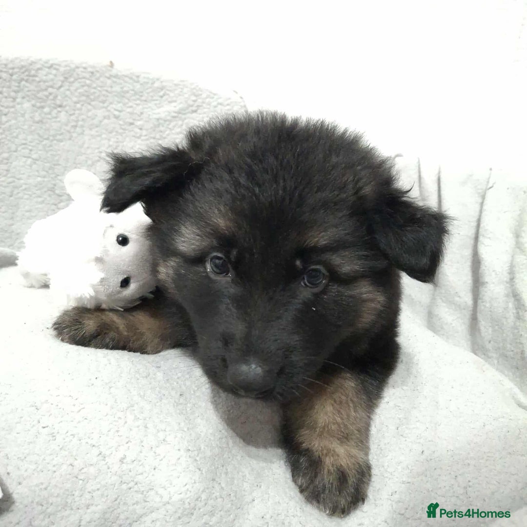 German Shepherd dogs for sale: BEAUTIFUL SABLE GERMAN SHEPHERD PUPS - Image 15