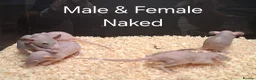 Rat rodents for sale: Baby Dumbo Rat's available, Males & Females  - Advert 21