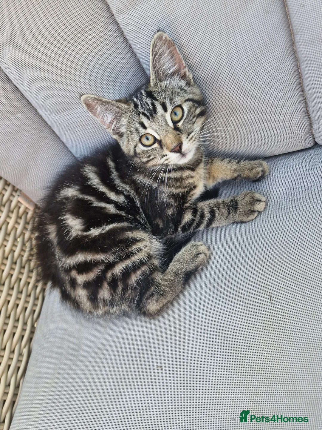 Mixed Breed cats for sale: Beautiful male kitten 8 weeks old - Advert 3