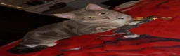 Domestic Shorthair cats for sale: Sweet 1 Year Old Cat Looking for His Forever Home - Advert 4