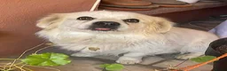 Mixed Breed dogs for adoption: Azor - super friendly in Nottingham - Advert 2