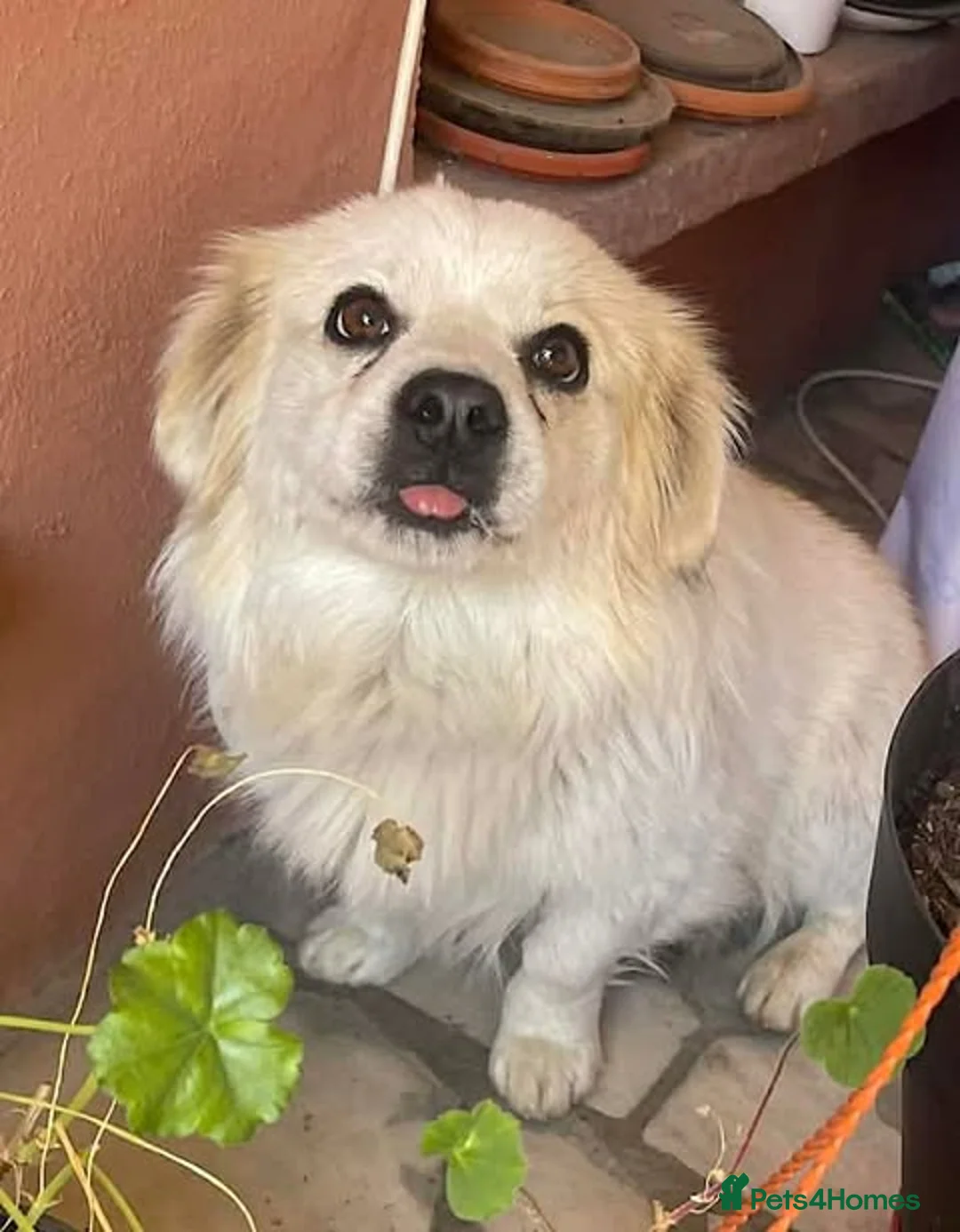 Mixed Breed dogs for adoption: Azor - super friendly in Nottingham - Advert 2