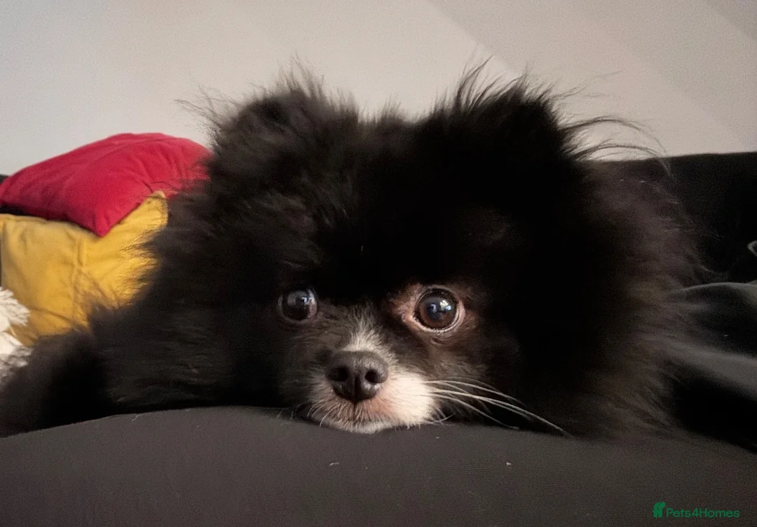 Pomeranian dogs for sale: Lola- 2 year old Pomeranian  in Aylesbury - Advert 5