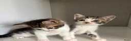 Mixed Breed cats for sale: 2 mixed Norwegian kittens - Advert 1