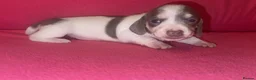 Miniature Dachshund dogs for sale: Miniature Dachshunds - Advert 22