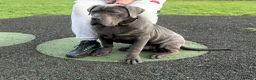 Cane Corso dogs for sale: KOBA Strajano Cereberus Cane Corso 9months old in Nottingham - Advert 4
