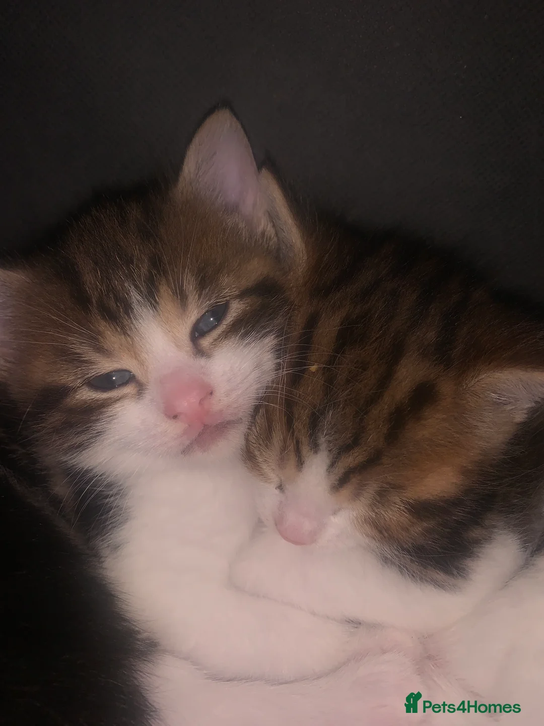 Mixed Breed cats for sale: 3 kittens - Advert 1