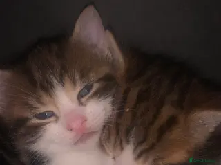 Mixed Breed cats 3 kittens - Advert 1