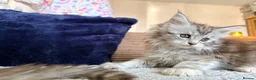 Maine Coon cats for sale: Two registered mainecoon kittens (1 poly)  - Advert 4
