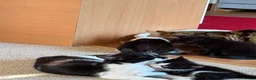 Mixed Breed cats for sale: 4 adorable kittens - Advert 15