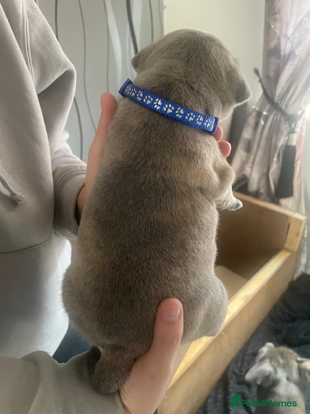 Staffordshire Bull Terrier dogs for sale: Staffie pups for sale - Advert 2