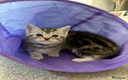 Mixed Breed cats for sale: 5 ADORABLE KITTENS 🐈1M/4F Ready For Reservation😺 - Image 10