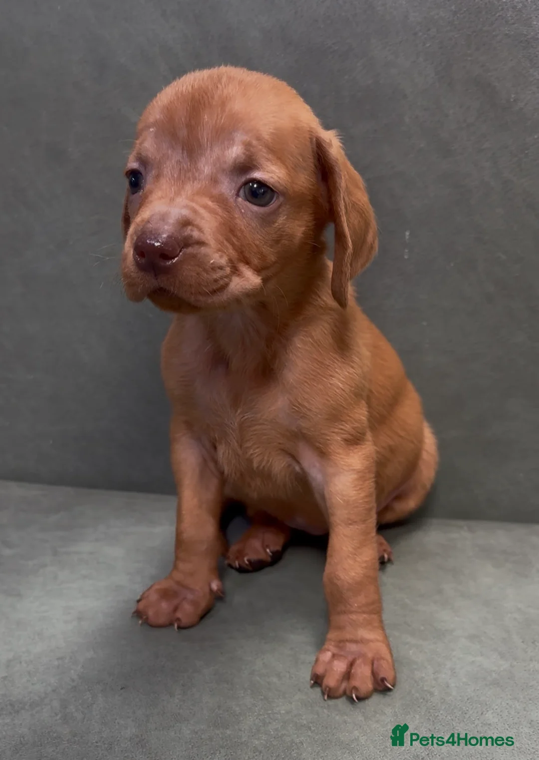 Hungarian Vizsla dogs for sale: Import vizslas puppies - Advert 2