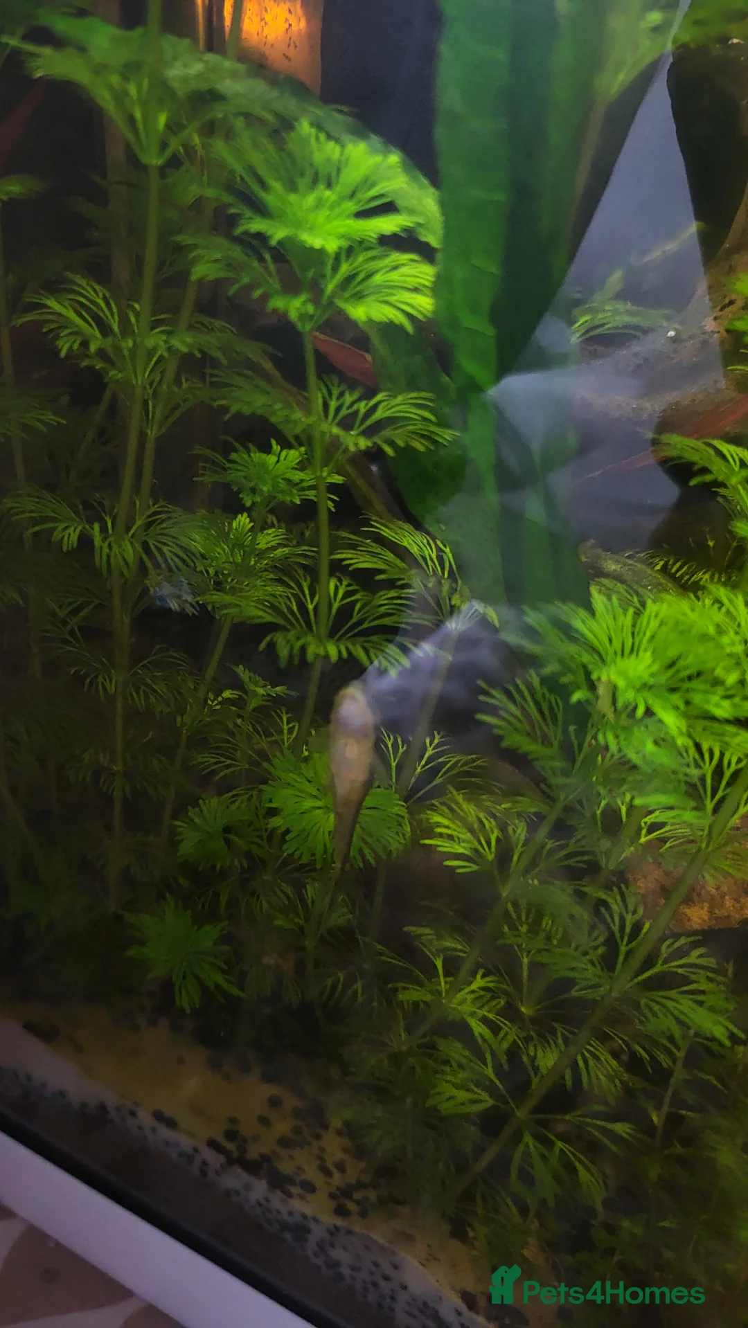 Gouramis fish for sale: Fish for sale - Advert 12