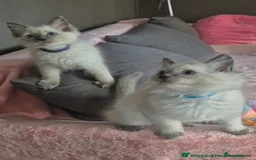 Ragdoll cats for sale: Four stunning blue point Ragdoll kittens - Image 6