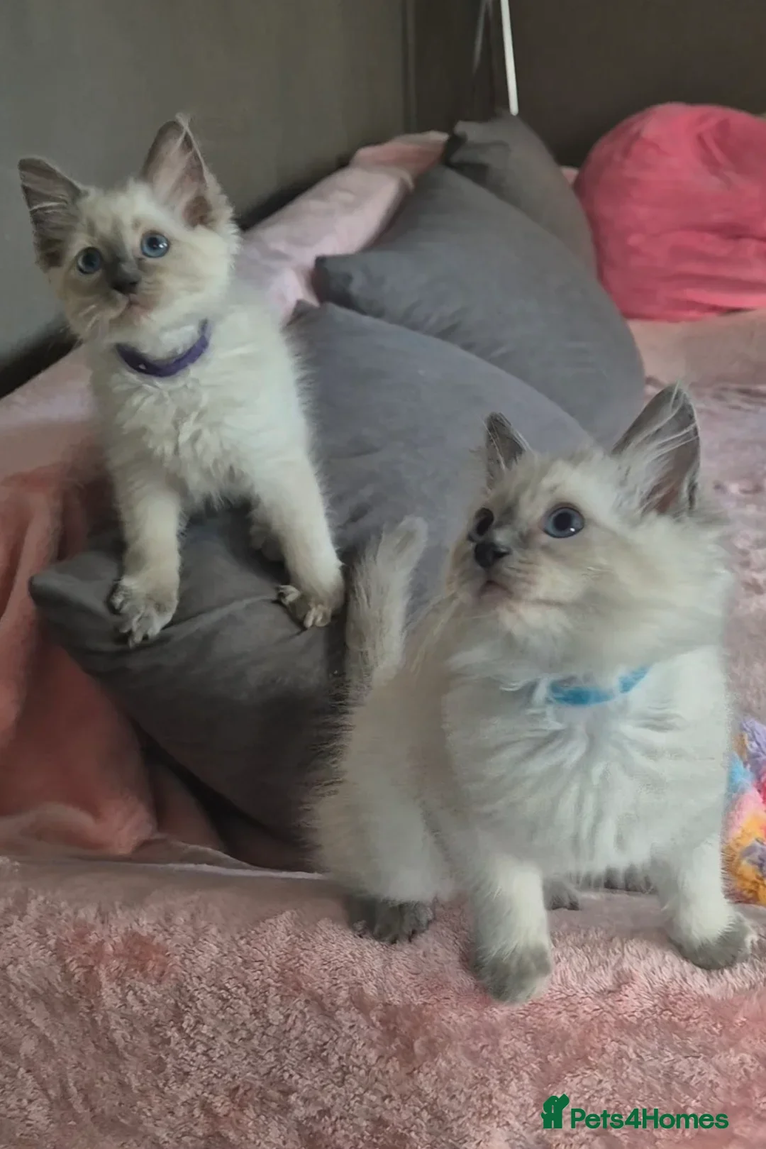 Ragdoll cats for sale: Four stunning blue point Ragdoll kittens - Image 6