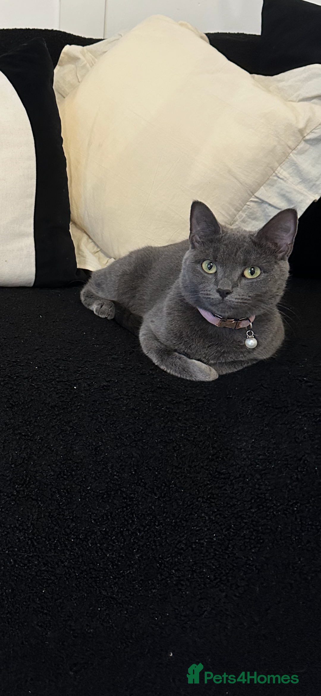 Mixed Breed cats for sale: Black kittens with slight grey tabby - Advert 2