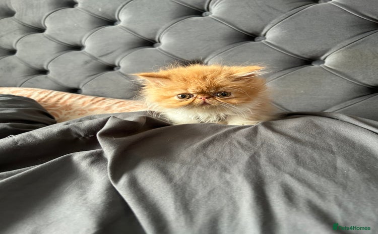 Persian cats - Advert 15