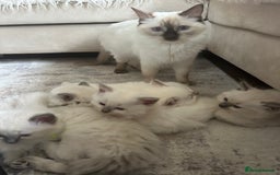 Ragdoll cats for sale: Ragdoll kittens  - Image 21