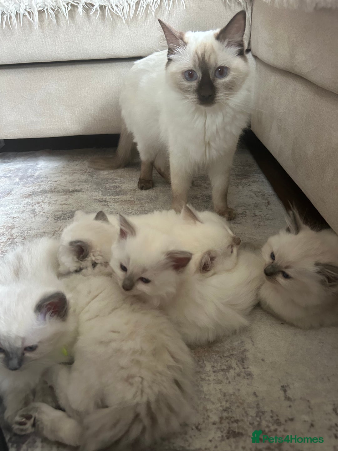 Ragdoll cats for sale: Ragdoll kittens  - Image 21
