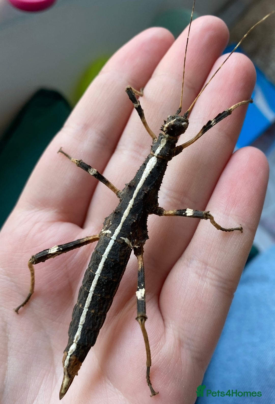 Stick Insects invertebrates for sale: SEE DESC - Various Stick Insect Nymphs and Eggs - Image 7