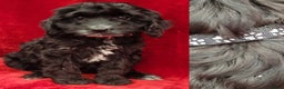Cockapoo dogs for sale: 3 Stunning Black Girls F1 Show type cockapoos - Advert 4