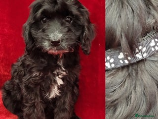 Cockapoo dogs - Advert 12