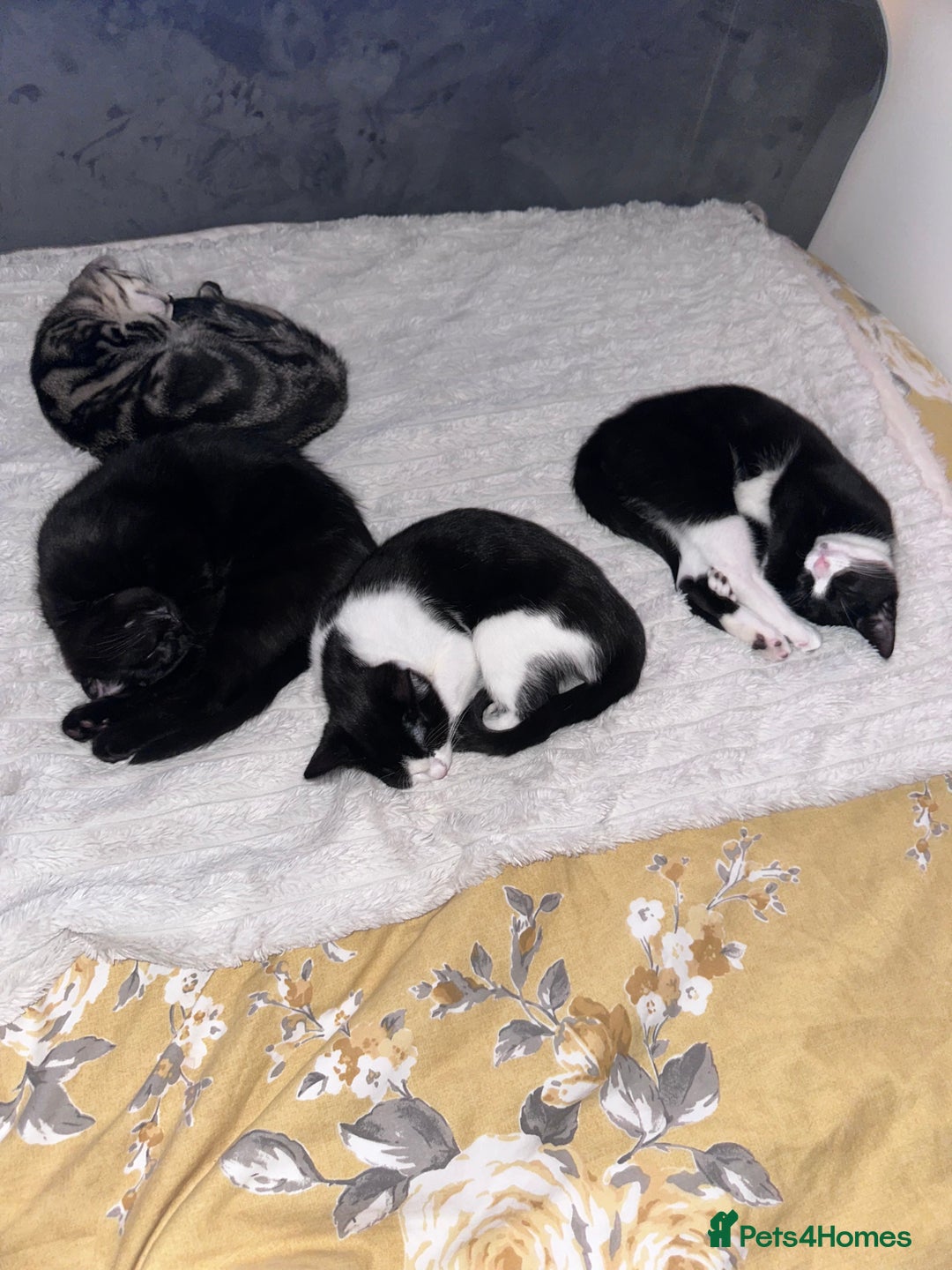 Domestic Shorthair cats for sale: 2 female Kittens - Image 12