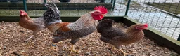 Chickens poultry for sale: Beautiful Trios of Bantams - Advert 2