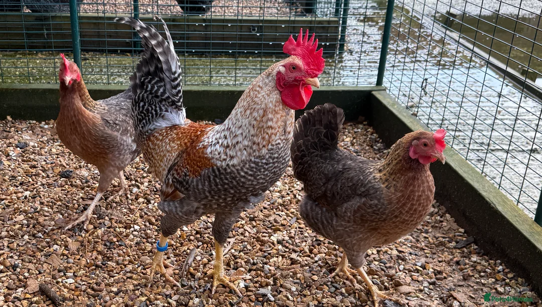 Chickens poultry for sale: Beautiful Trios of Bantams - Advert 2