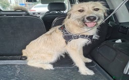 Mixed Breed dogs for adoption: 💙🐶 COOPER 🐶💙 - Image 7
