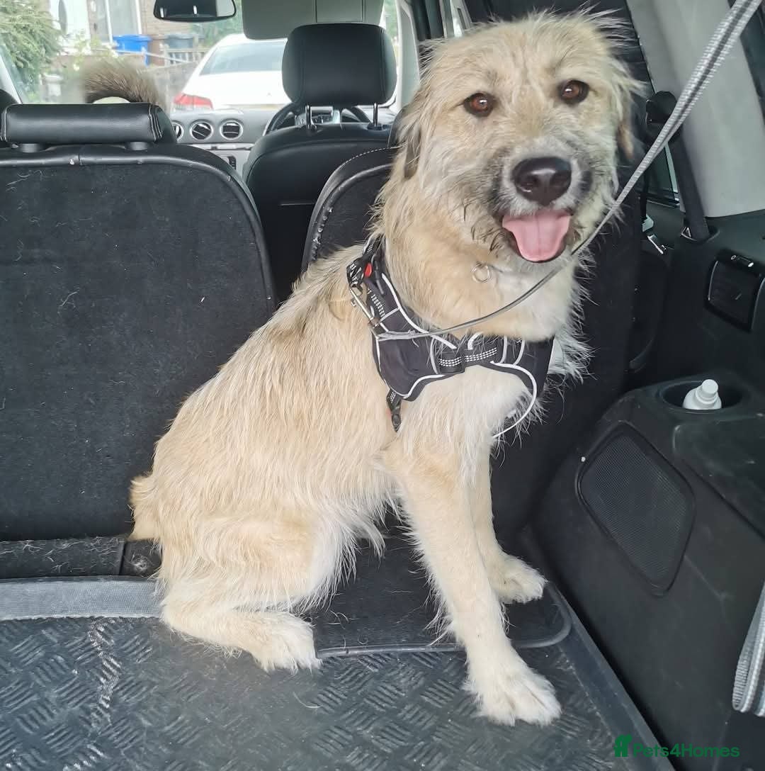 Mixed Breed dogs for adoption: 💙🐶 COOPER 🐶💙 - Image 7