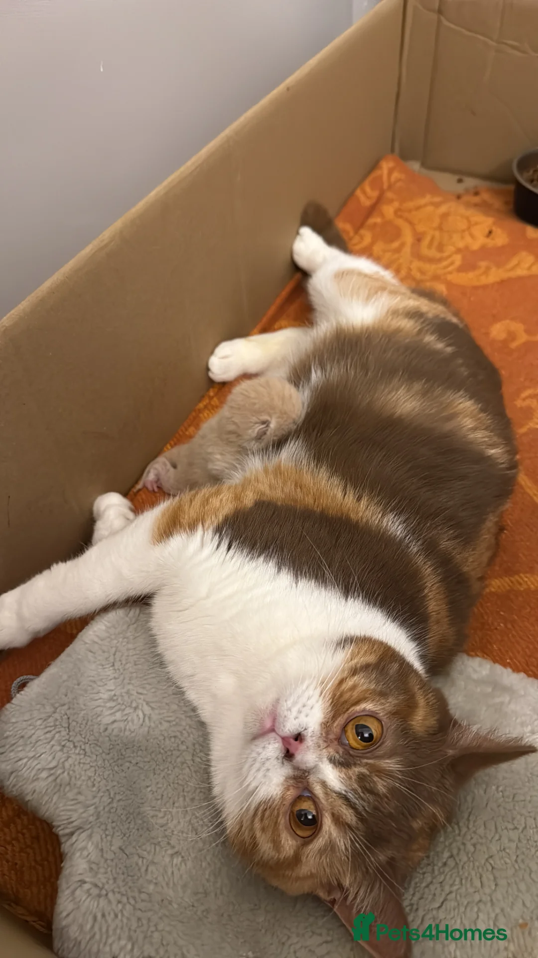 British Shorthair cats for sale: Active register beautiful tricolour girl - Advert 2