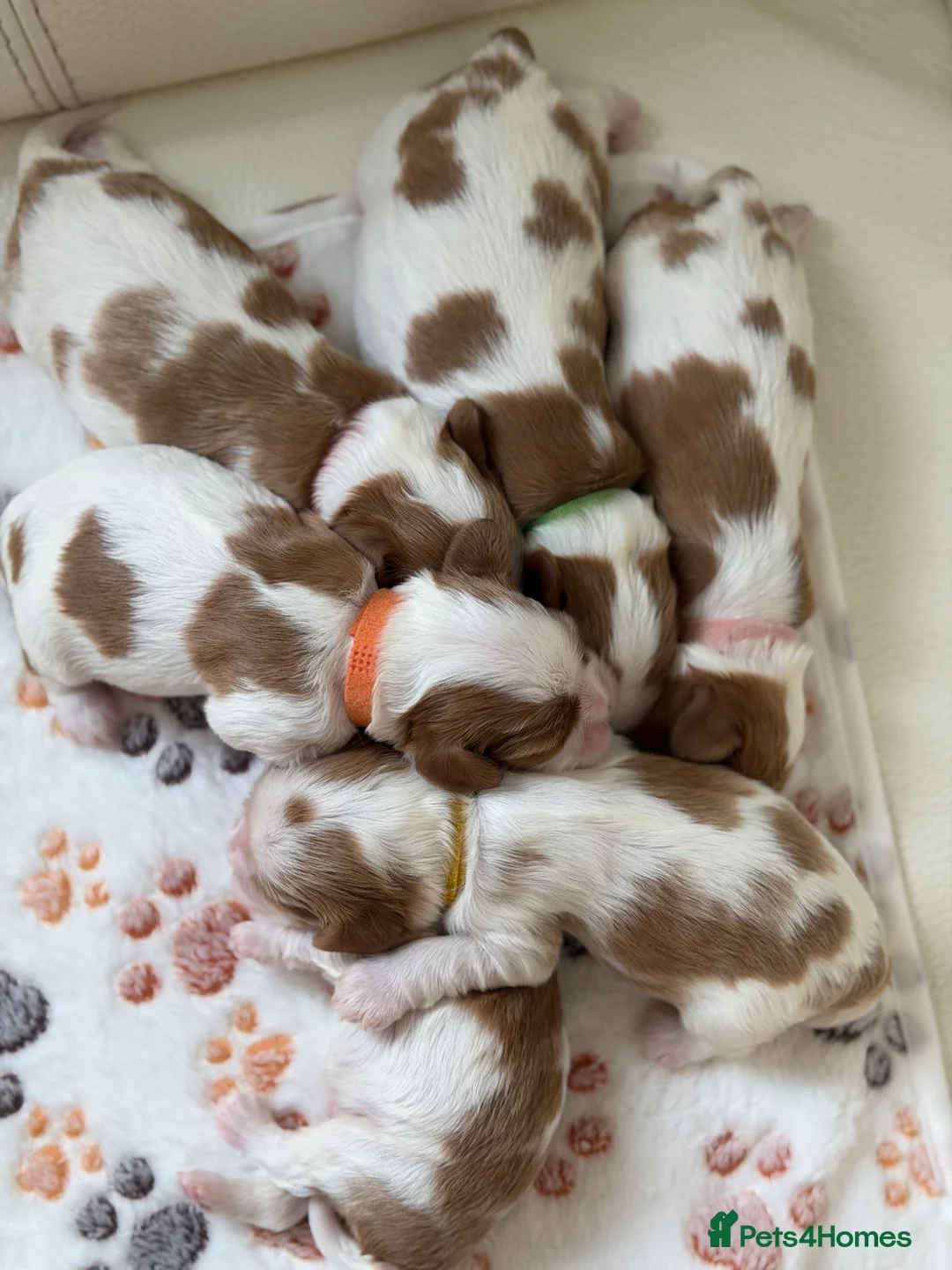 Cavalier King Charles Spaniel dogs for sale: KC reg TOP Cavaliers King Charles Spaniel - Advert 31